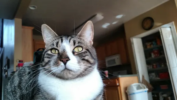 Cat relaxing