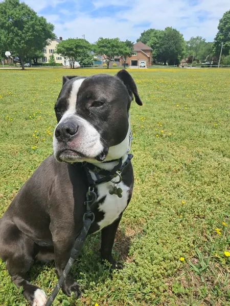 Dog in a field