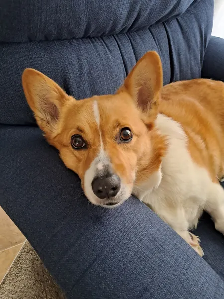 Dog named Frisco