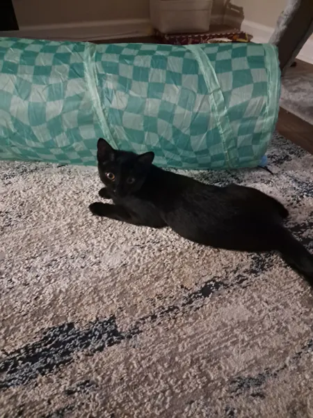 Kitten