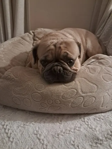 Pug